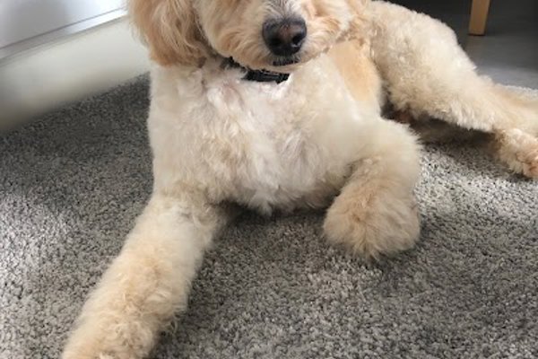 Photo associated with Dog Gone Gorgeous