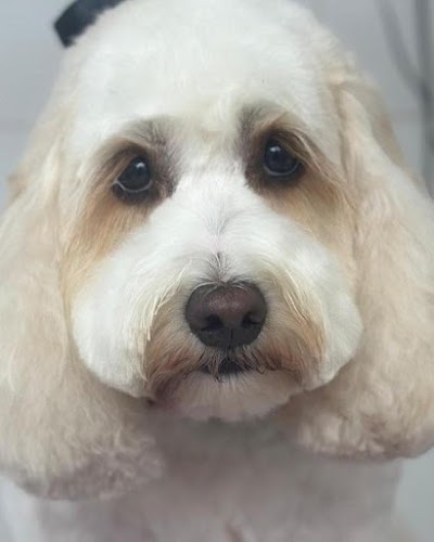 Photo associated with Spoilt Rotten Dog Groomer & Boutique Pinner