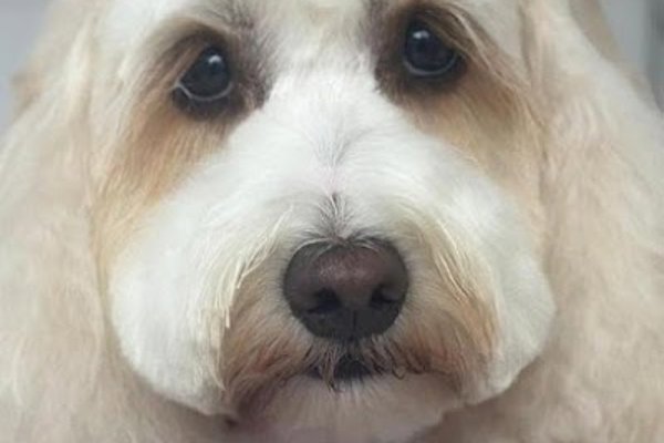 Photo associated with Spoilt Rotten Dog Groomer & Boutique Pinner