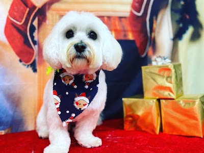 Photo associated with Spoilt Rotten Dog Groomer & Boutique Pinner