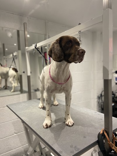 Photo associated with Glasgow Dog Grooming