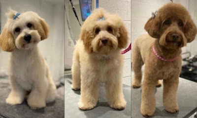Photo associated with Glasgow Dog Grooming