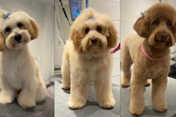 Photo associated with Glasgow Dog Grooming