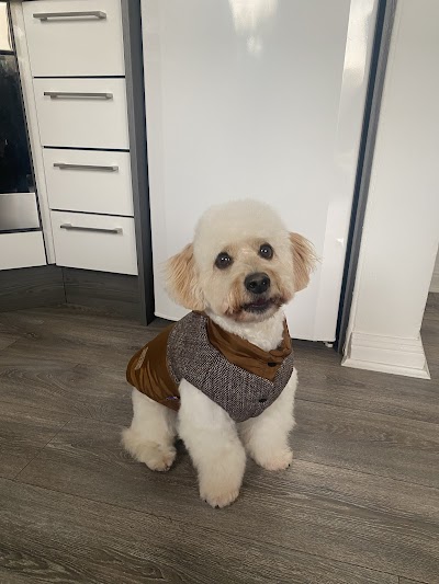 Photo associated with Glasgow Dog Grooming