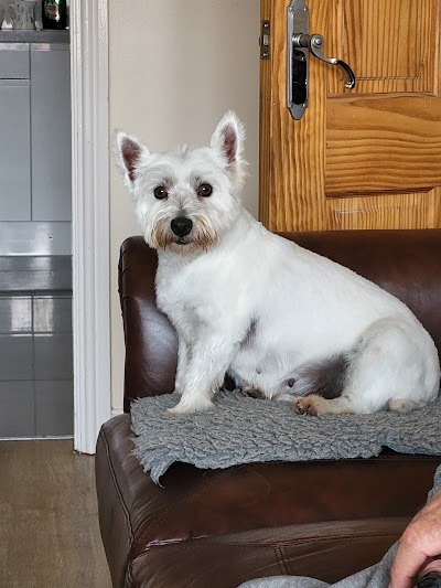 Photo associated with Paws Dog Grooming