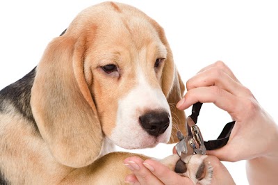Photo associated with Paws Dog Grooming