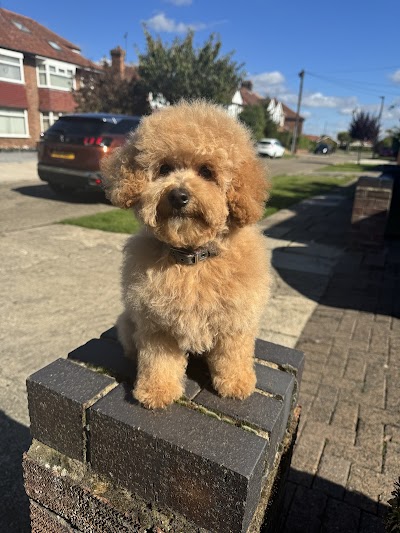 Photo associated with Shampooch Dog Groomers