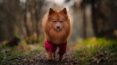 Photo associated with Shampooch Dog Groomers