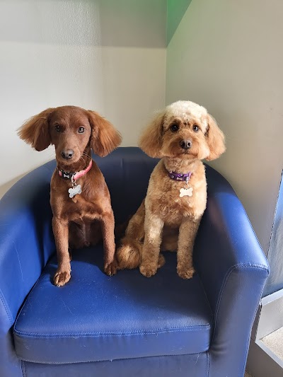 Photo associated with Paws Groomers