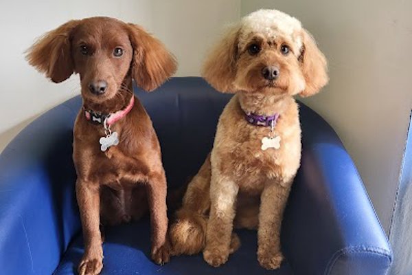 Photo associated with Paws Groomers