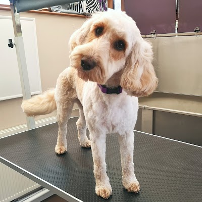 Photo associated with Teffy's Dog Grooming