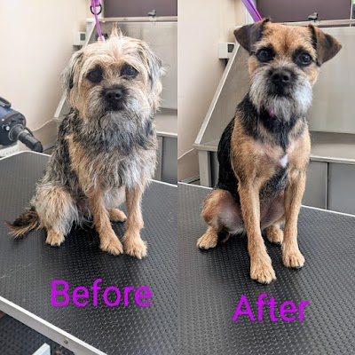 Photo associated with Teffy's Dog Grooming