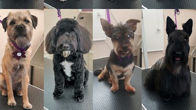 Photo associated with Teffy's Dog Grooming
