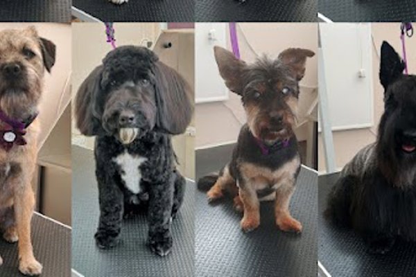 Photo associated with Teffy's Dog Grooming