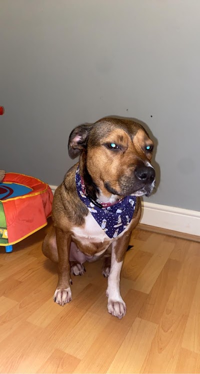 Photo associated with Pampered Paws