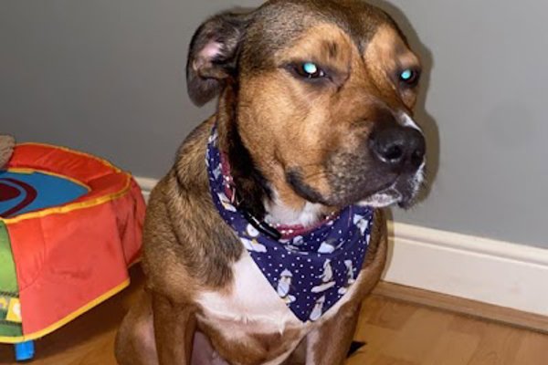 Photo associated with Pampered Paws