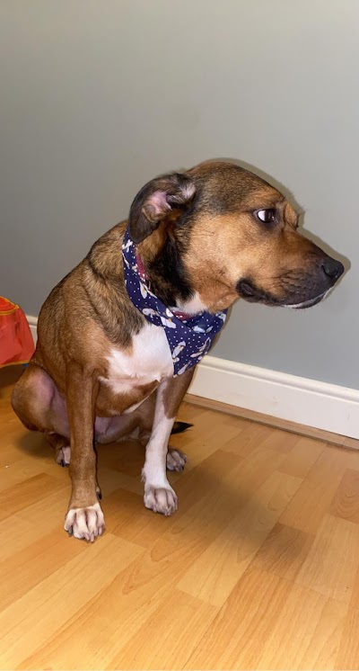 Photo associated with Pampered Paws