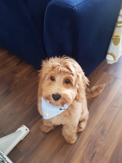 Photo associated with Pampered Paws