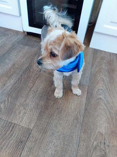 Photo associated with K-9 Grooming