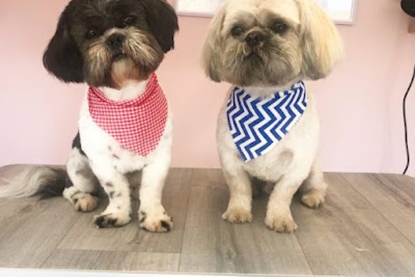 Photo associated with Canine Cabin Dog Groomers