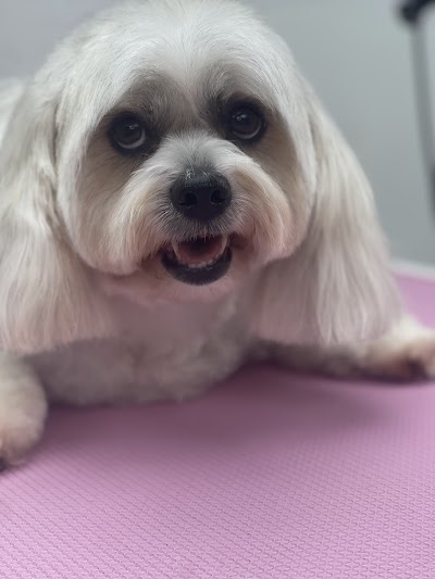 Photo associated with The Groomers Salon & Training School