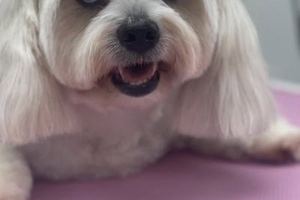 Photo associated with The Groomers Salon & Training School