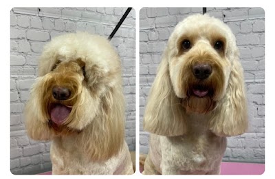 Photo associated with K9 Spa