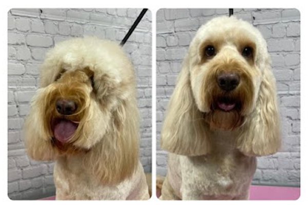 Photo associated with K9 Spa