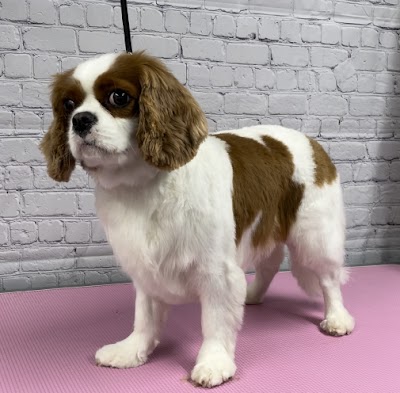 Photo associated with K9 Spa