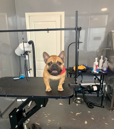 Photo associated with Planet paws dog groomers and pet supplies