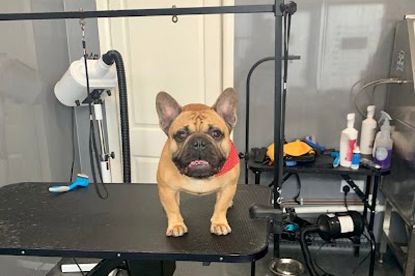 Photo associated with Planet paws dog groomers and pet supplies