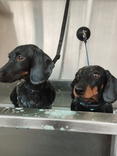 Photo associated with Dog Street Pet Grooming