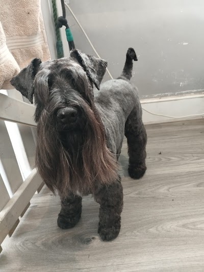 Photo associated with Dog Street Pet Grooming