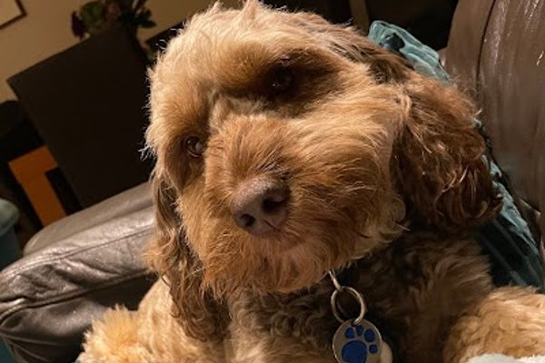 Photo associated with Dog Street Pet Grooming