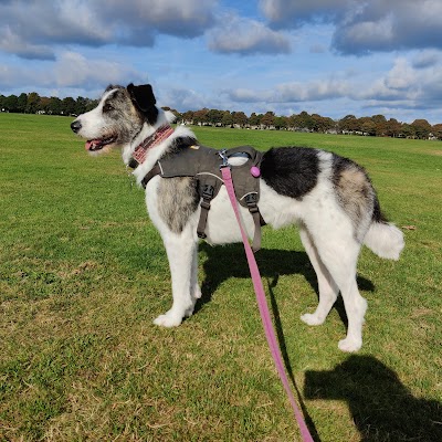 Photo associated with Wag & Bone Dog Grooming