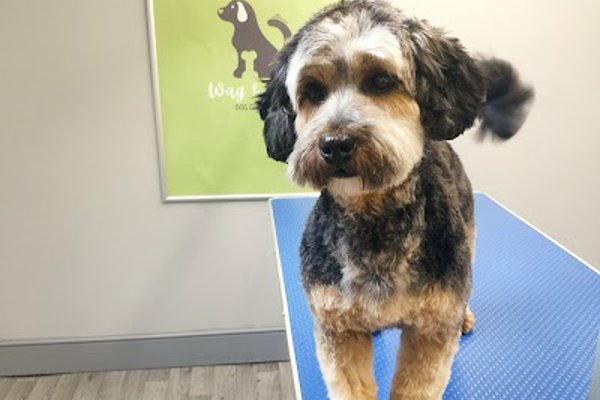 Photo associated with Wag & Bone Dog Grooming