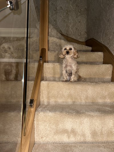 Photo associated with Queens Drive Pet Groomers