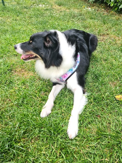 Photo associated with Furrytail Dog Grooming - Newtownabbey
