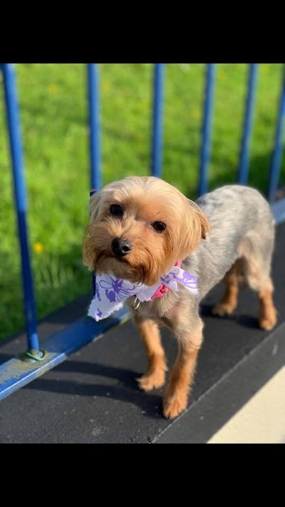 Photo associated with Furrytail Dog Grooming - Newtownabbey