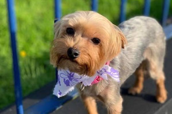 Photo associated with Furrytail Dog Grooming - Newtownabbey