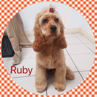 Photo associated with Furrytail Dog Grooming - Newtownabbey