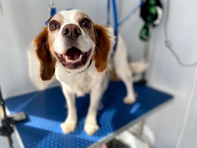Photo associated with Bath Barks and Beyond - Dog Grooming