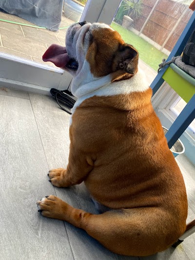 Photo associated with Bath Barks and Beyond - Dog Grooming