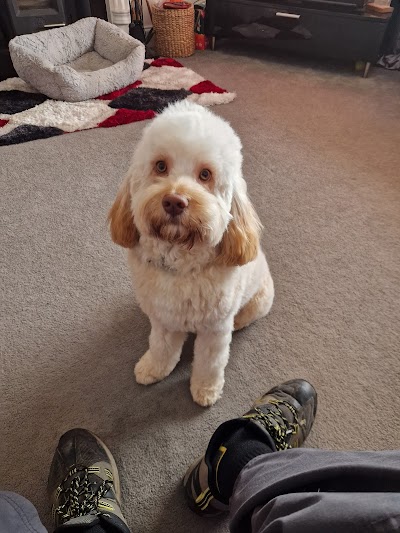 Photo associated with The Wash House Dog Grooming