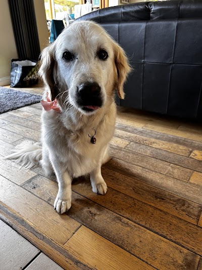 Photo associated with The Wash House Dog Grooming