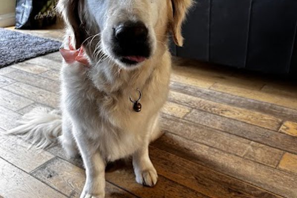 Photo associated with The Wash House Dog Grooming