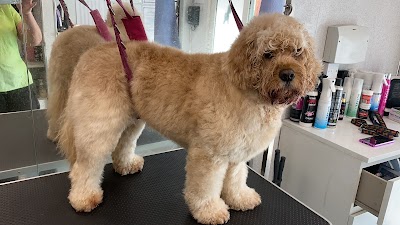 Photo associated with Mucky Pups Dog Grooming Studio