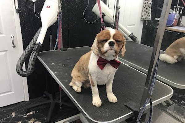 Photo associated with Mucky Pups Dog Grooming Studio