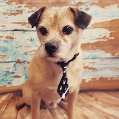 Photo associated with Smart Hound, Pet Groomer, Banstead, Coulsdon & surrounding areas