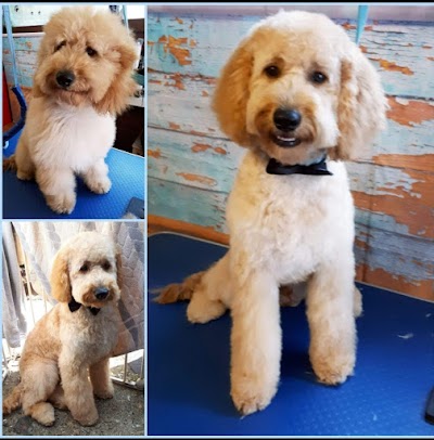 Photo associated with Smart Hound, Pet Groomer, Banstead, Coulsdon & surrounding areas